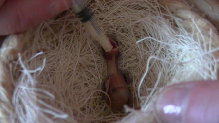 wit zwart kobalt 2 dagen oud, mama faith geeft geen eten, dus doen wij maar eet goed zie maar naar kwabke 